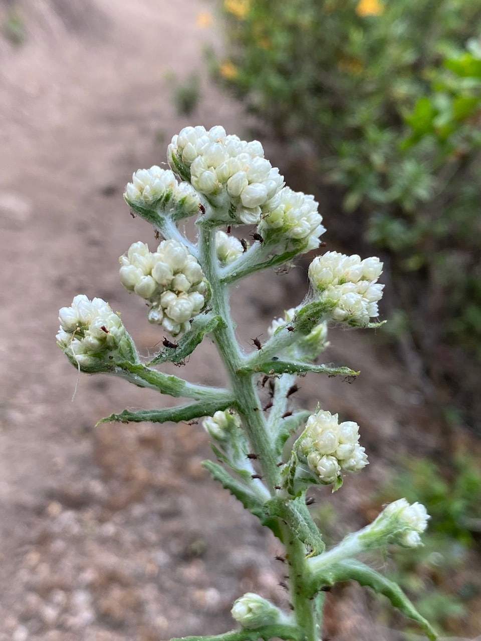 pollinator_post_6_3_24_3_e382084471bd23e0_images_028