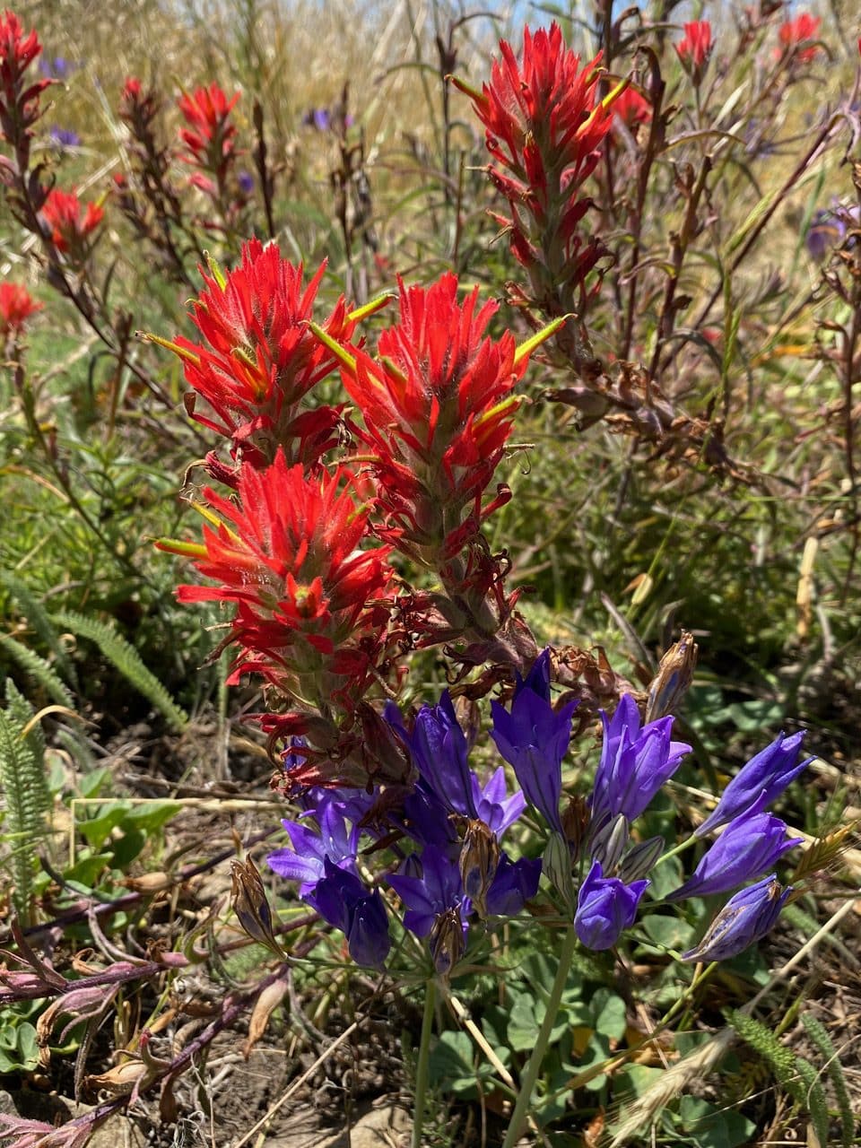 pollinator_post_6_4_23_3_1528f17fd882d763_images_019