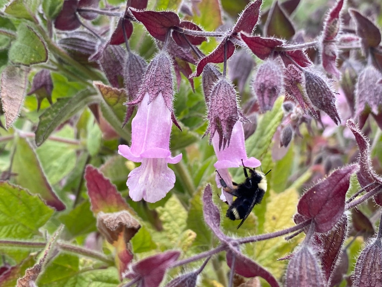 pollinator_post_6_5_25_1_77ac6b6a8fea3f31_images_022