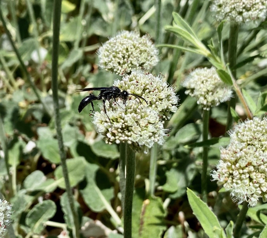 pollinator_post_6_7_24_2_73b662b6904424b1_images_015