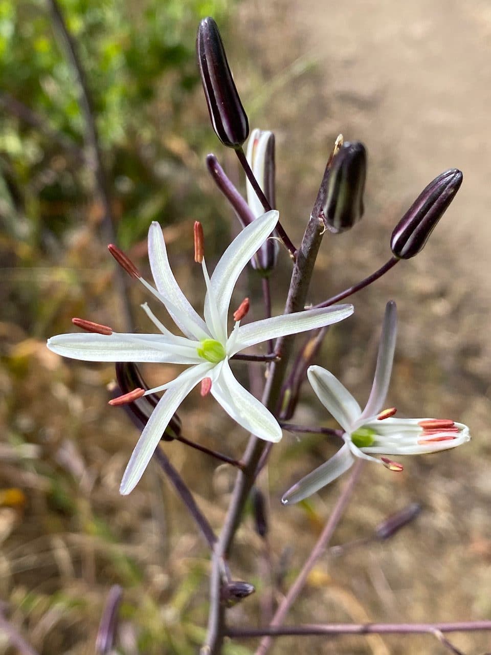 pollinator_post_6_9_23_2_d040ccd33c66cc29_images_018