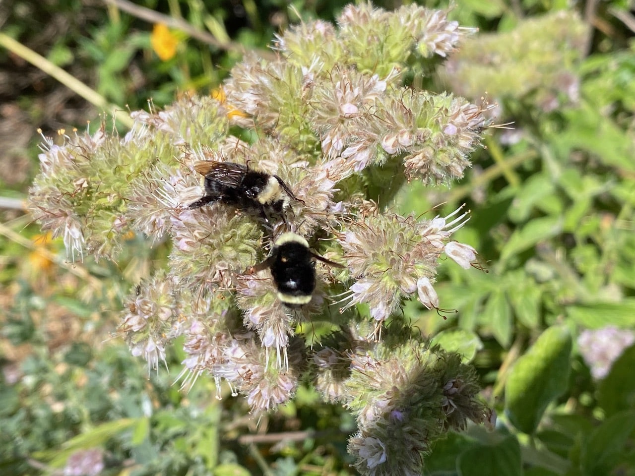 pollinator_post_6_9_24_1_c9da84e343850208_images_023