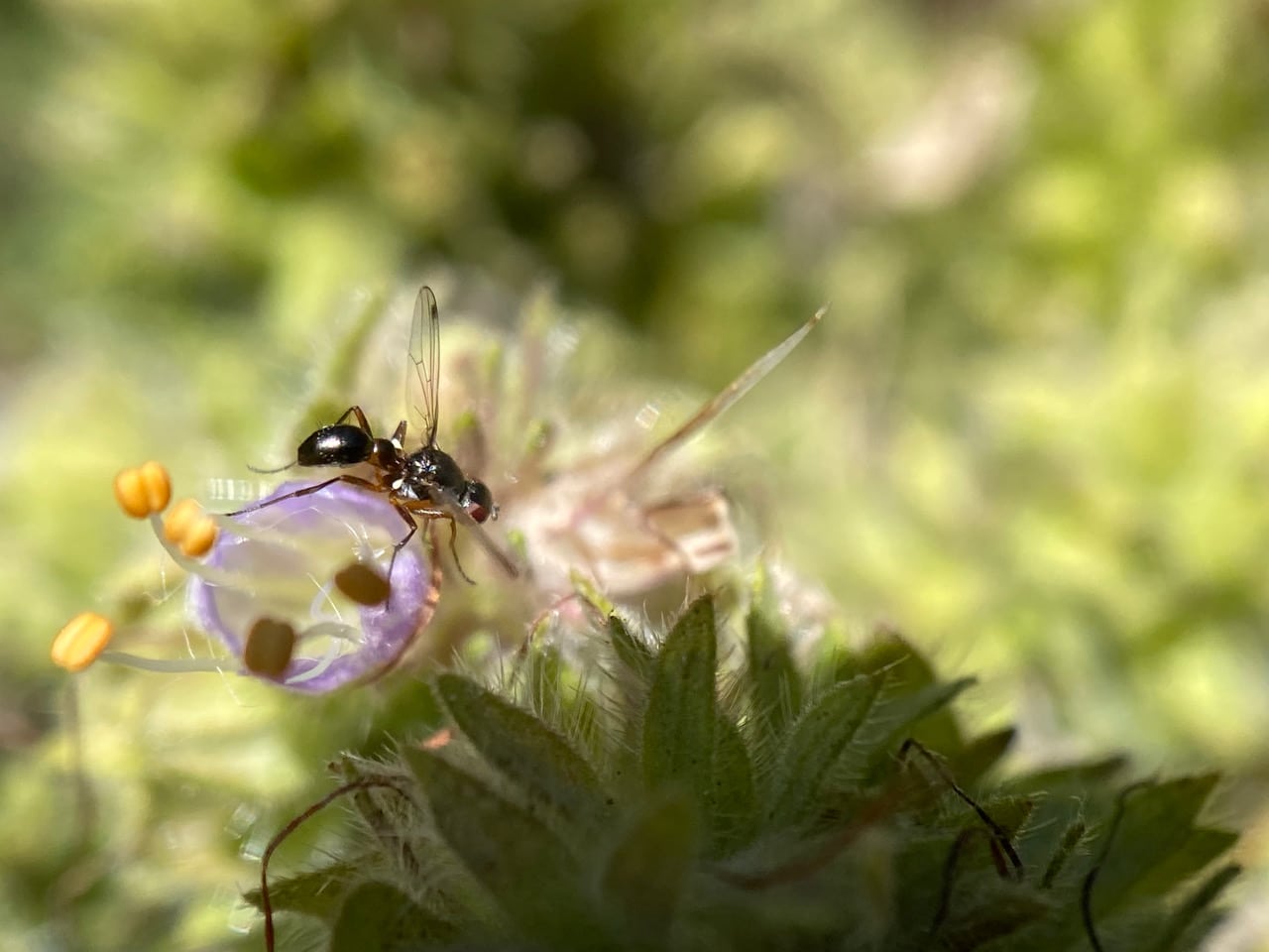 pollinator_post_7_10_23_3_a5ac2217d218c8d4_images_027