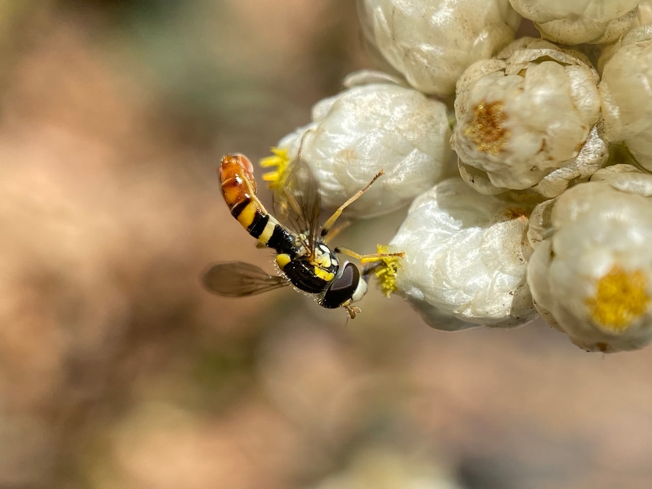 pollinator_post_7_10_23_4_38a91f5d5cc97340_images_020