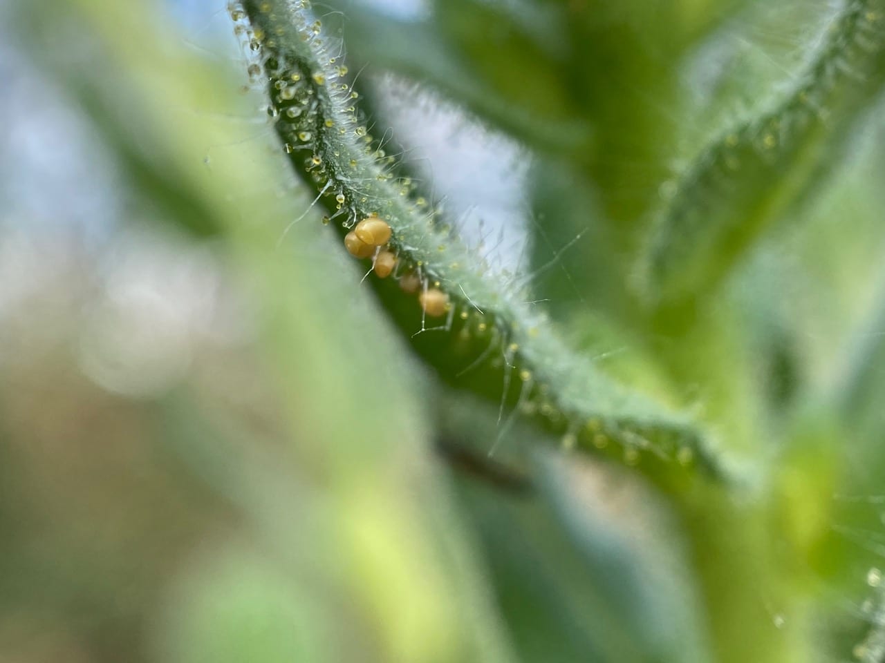 pollinator_post_7_13_24_8e1111bcfbc20948_images_024