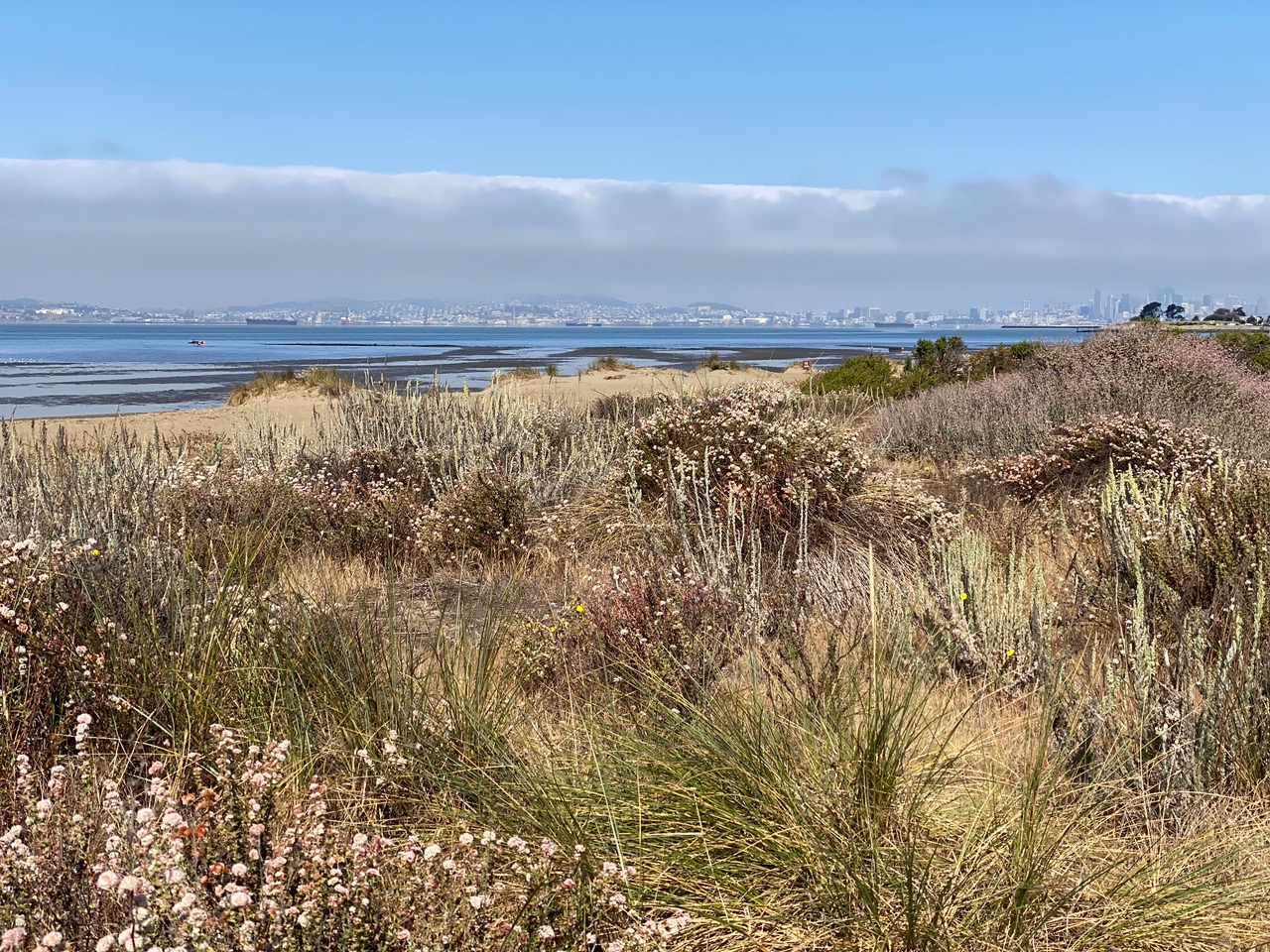 pollinator_post_7_14_25_1_6568c5c4c0bf9595_images_024