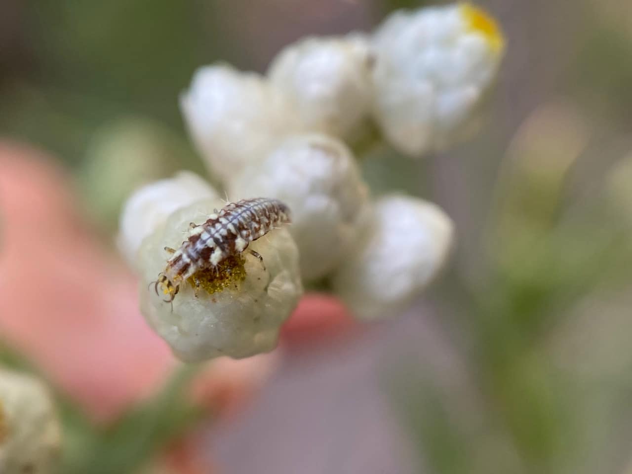 pollinator_post_7_23_23_3_136f4b3a7ab30bff_images_007