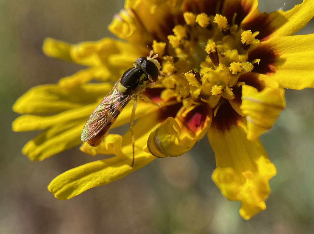 pollinator_post_7_26_23_2_5e61b8c89ec6a287_images_027