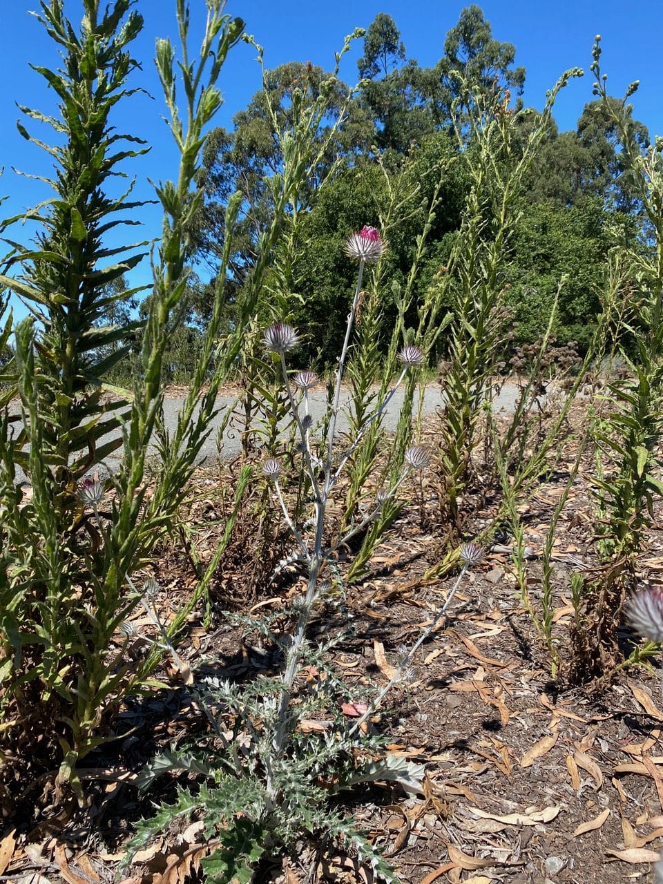 pollinator_post_7_28_23_3_8e3ea78c534b1e04_images_021