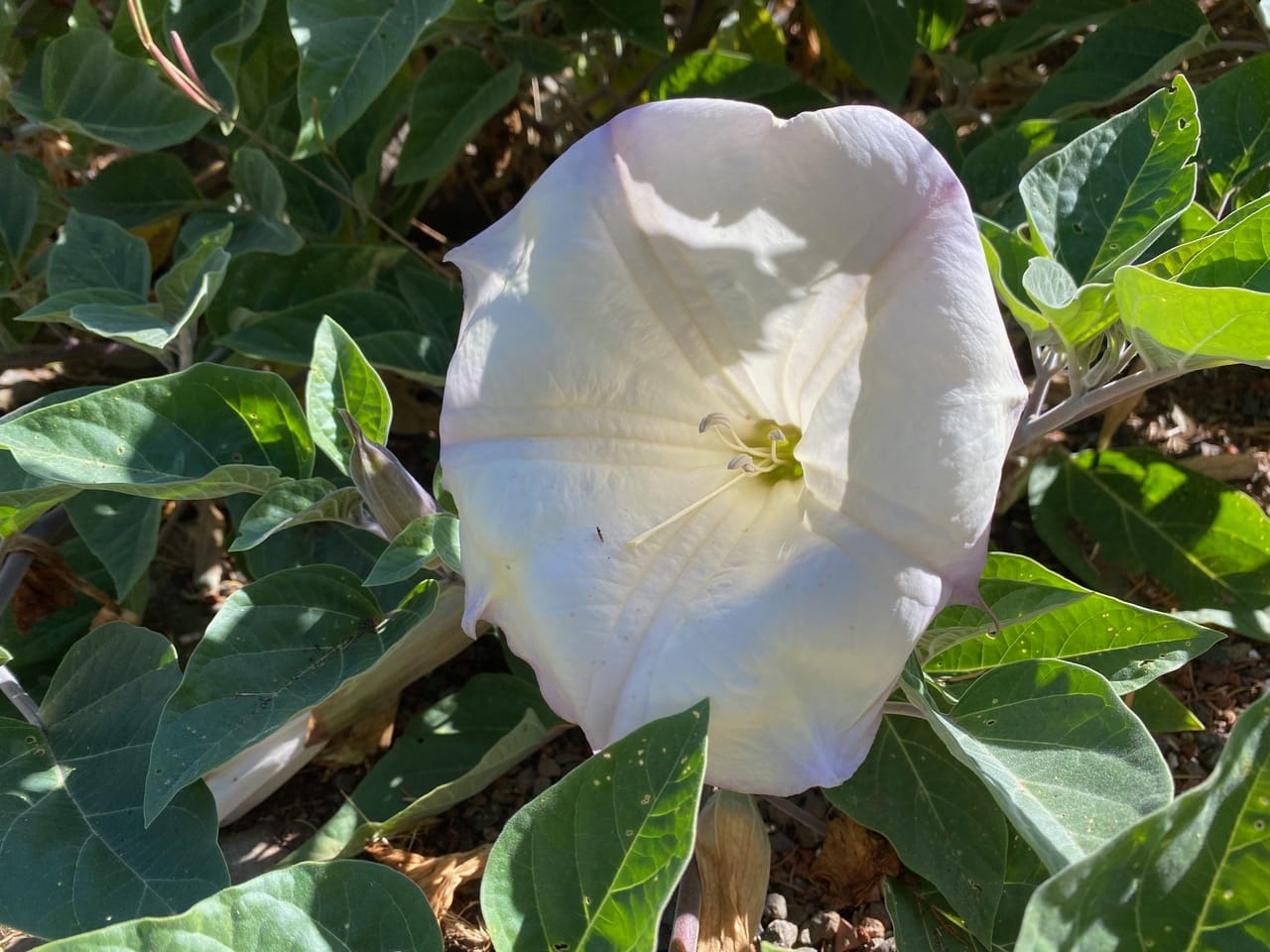 pollinator_post_7_29_25_2_d03af71afc8517b3_images_021