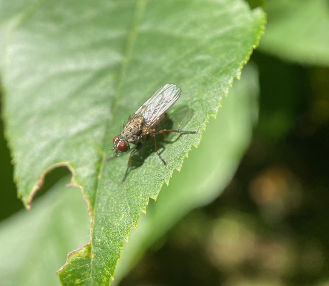 pollinator_post_7_29_25_3_423877b995c8e20e_images_010