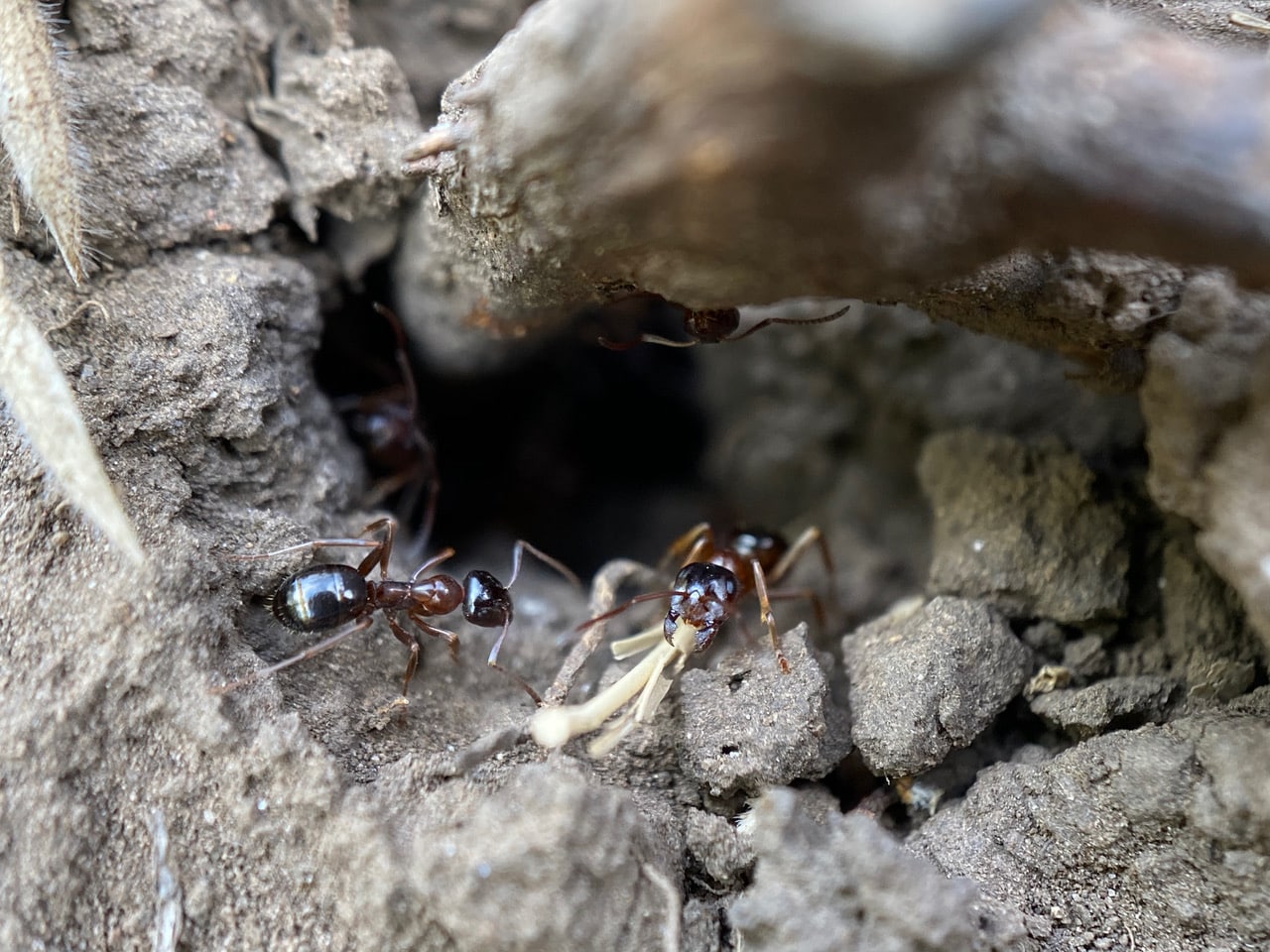 pollinator_post_7_2_23_2_48c22617e7e64687_images_018