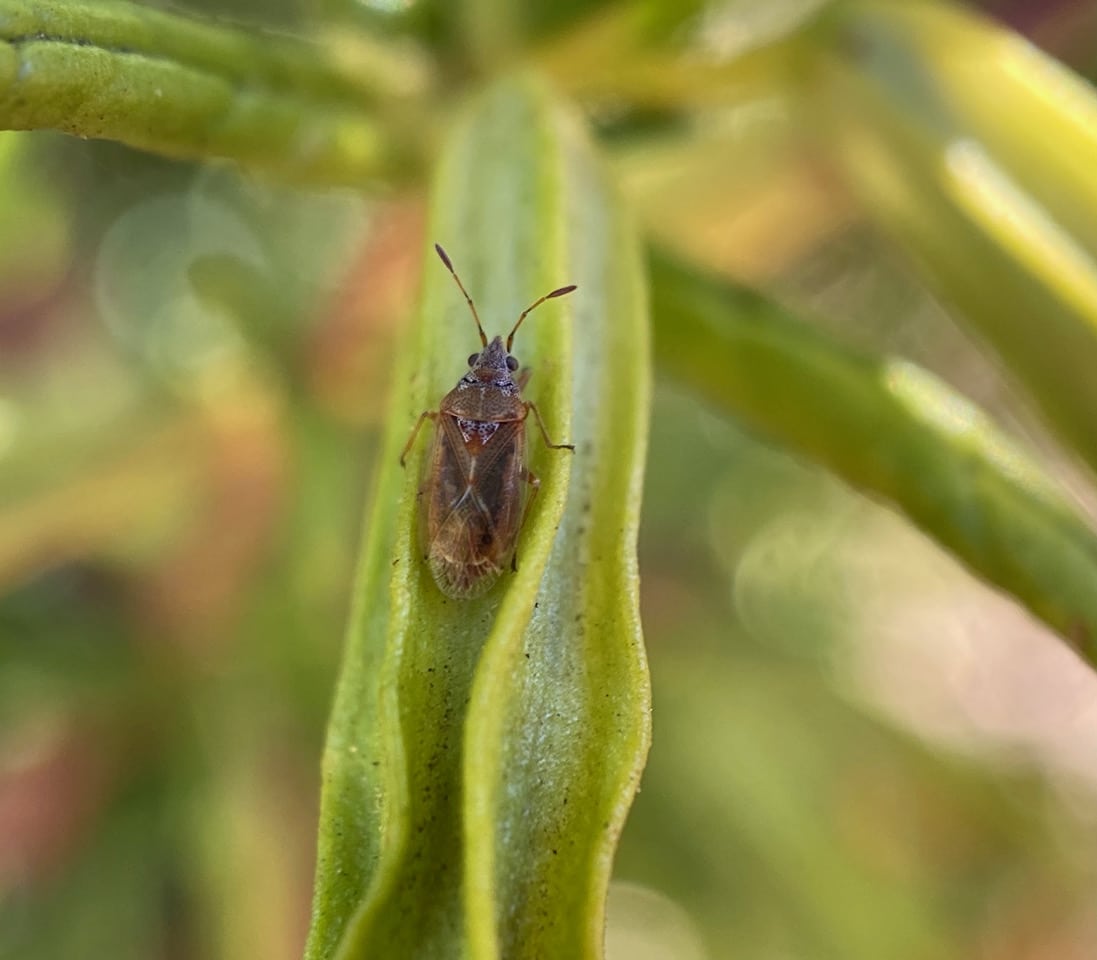 pollinator_post_7_30_23_1_f0b7b2cf52747c19_images_023