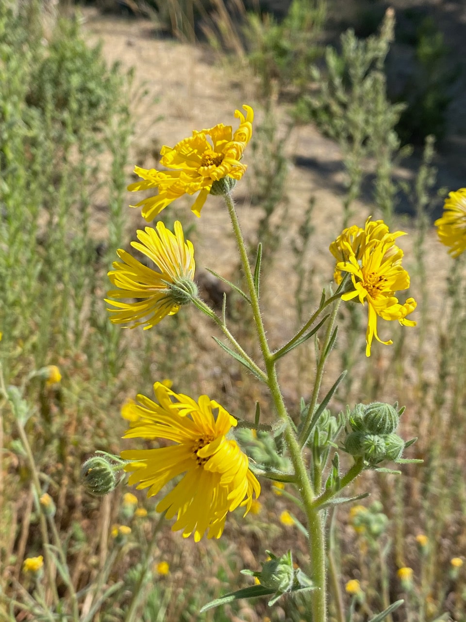 pollinator_post_7_30_23_2_21a6ea0fc4238b01_images_019