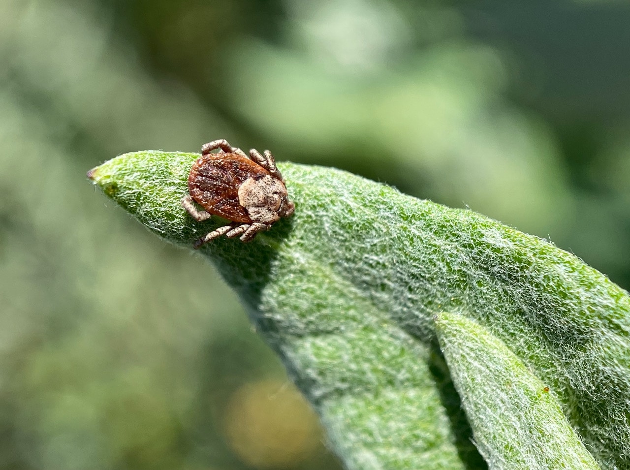 pollinator_post_7_3_23_2_41ded7ed9710f665_images_019