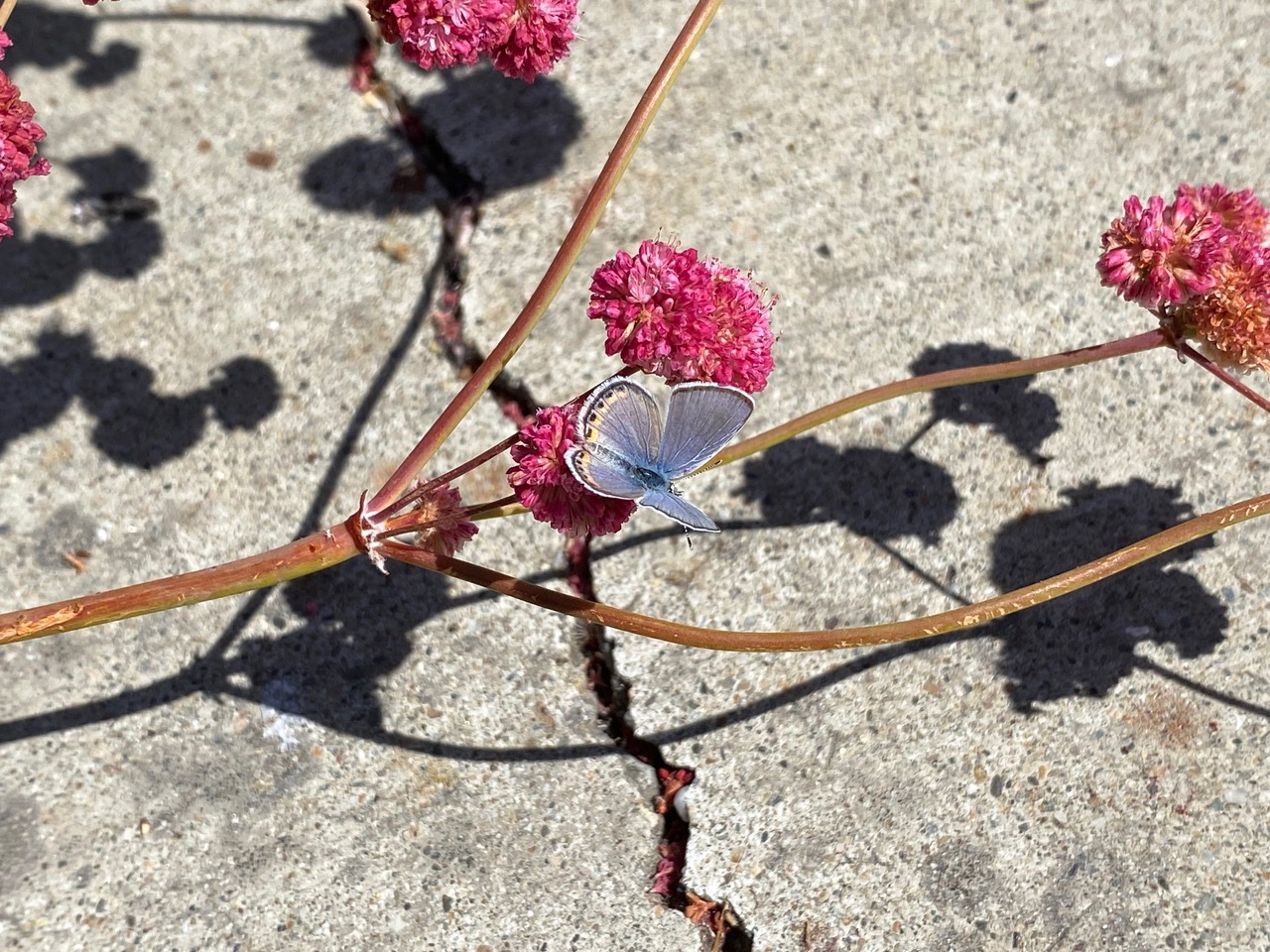 pollinator_post_7_4_25_1_aa9c060238b60a82_images_020