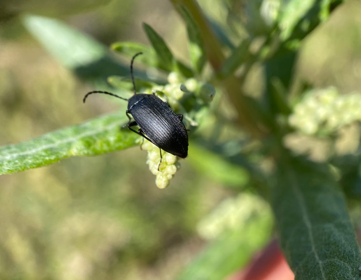 pollinator_post_7_6_23_1_f49db3811585ce65_images_023