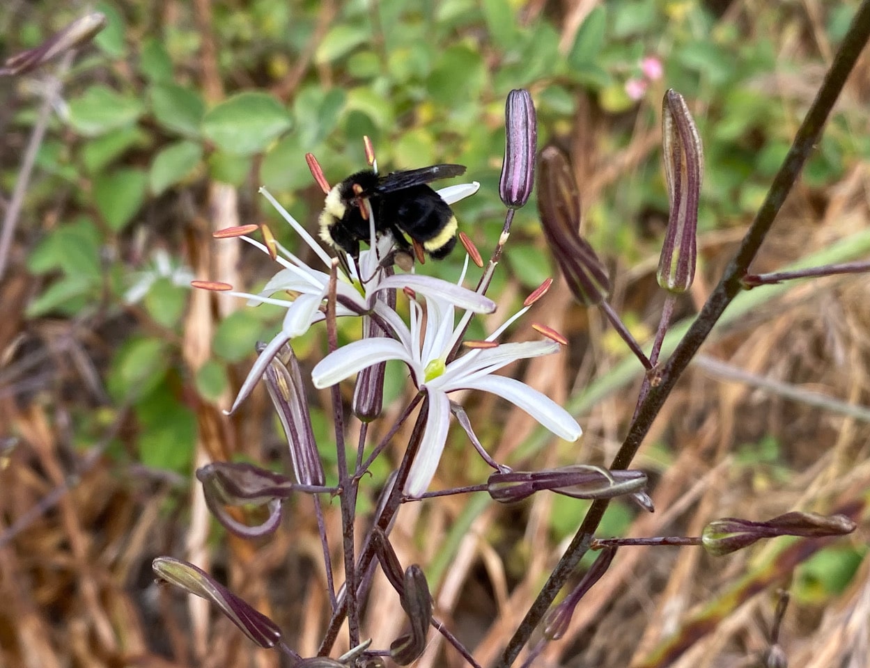 pollinator_post_7_6_23_3_dd341b5e0b68970e_images_020