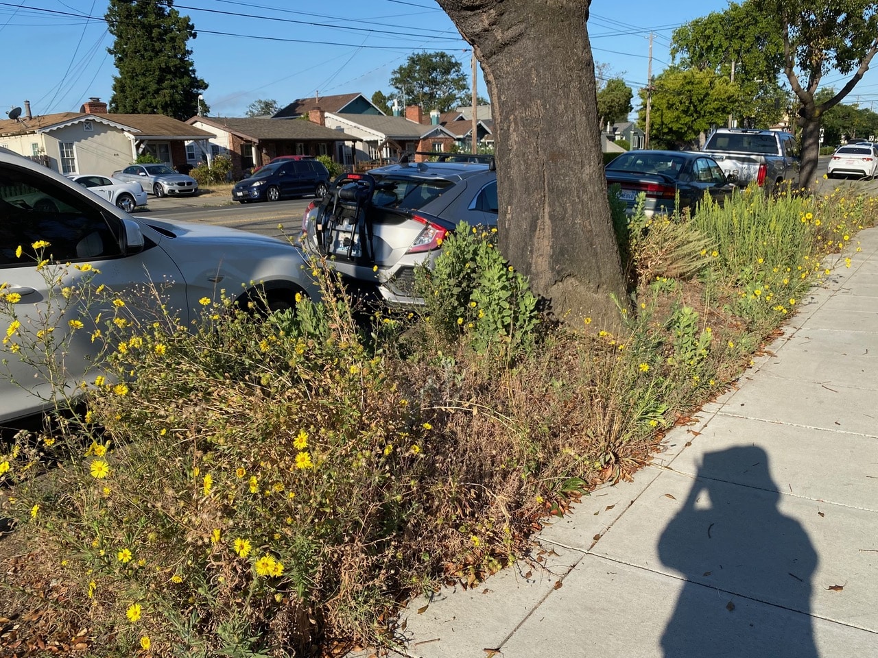 pollinator_post_7_6_24__1_a329d95feade7114_images_014