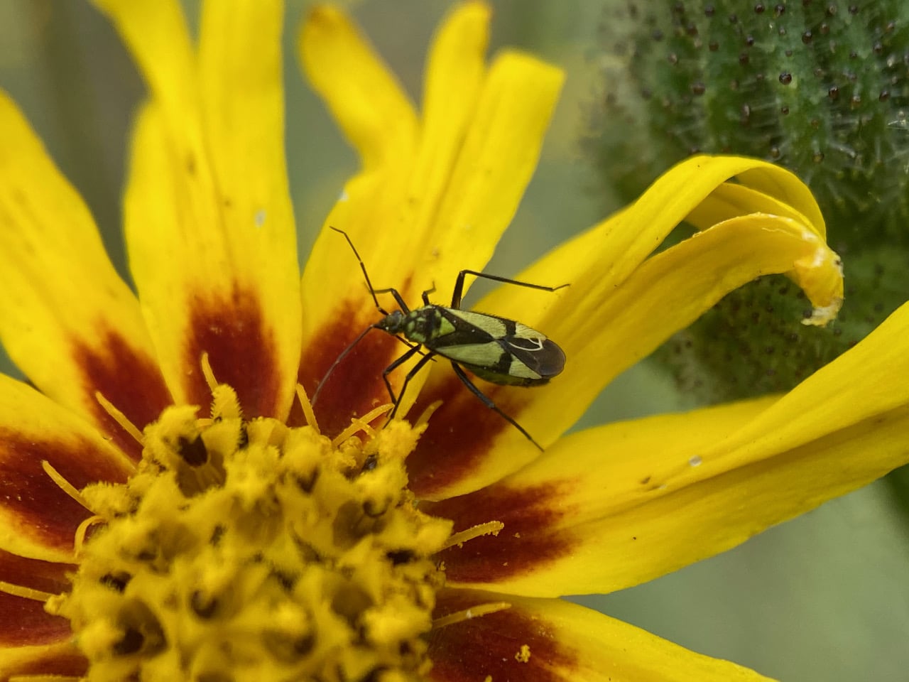 pollinator_post_7_8_23_1_8bb7368047662eb0_images_019