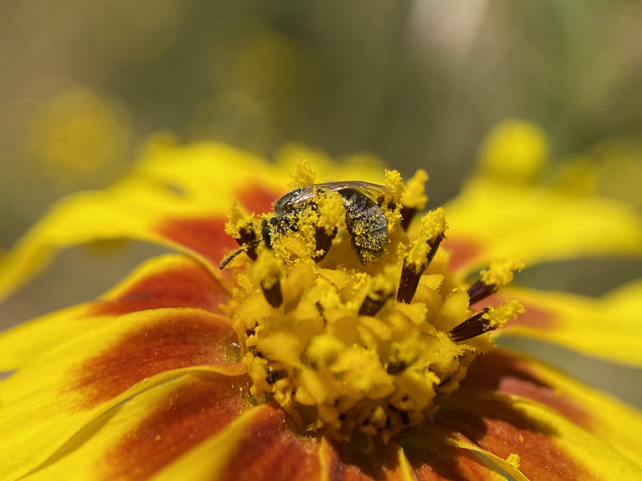 pollinator_post_8_10_23_2_88962c760c0c18cd_images_014