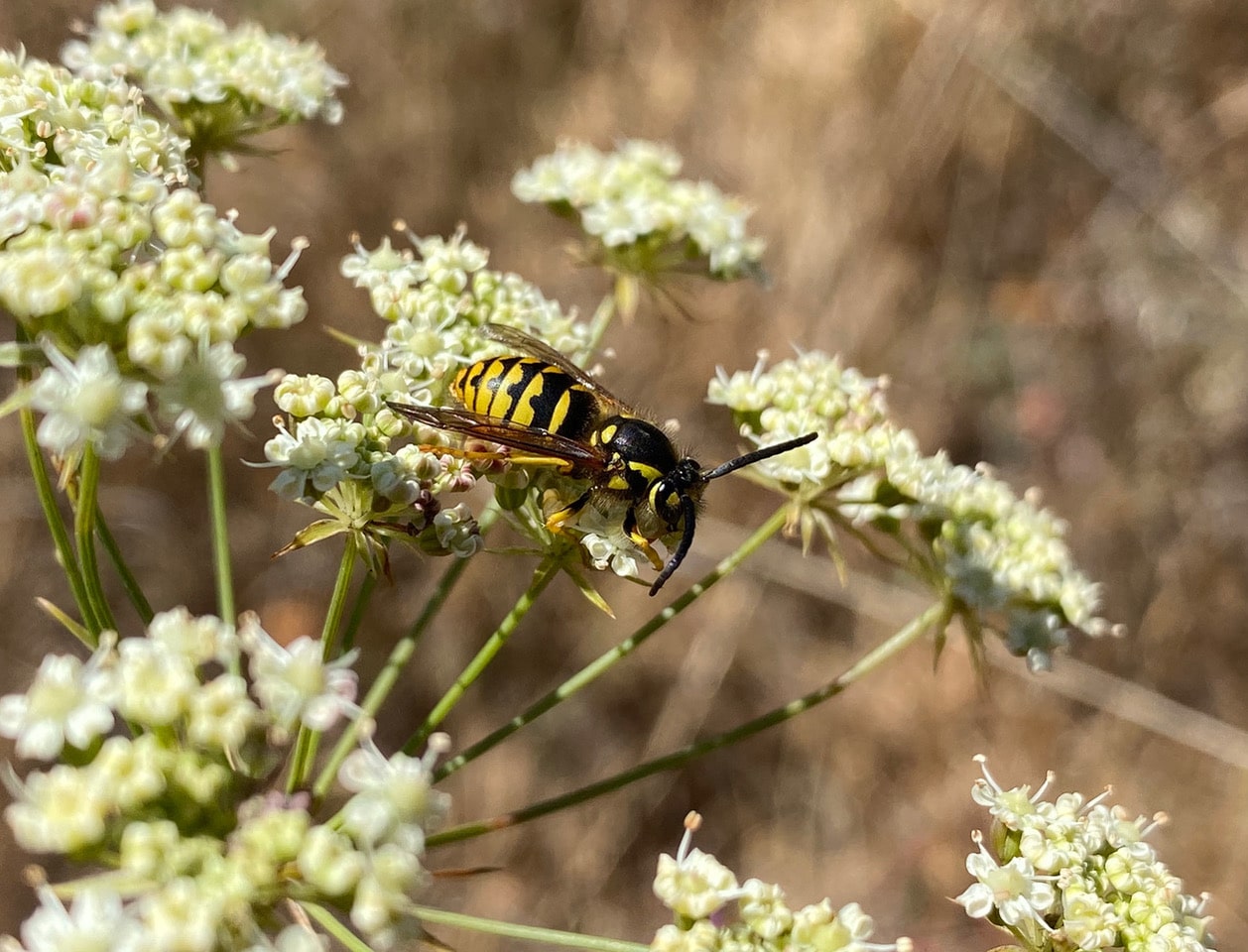 pollinator_post_8_12_23_2_95e7750004c7c41b_images_023
