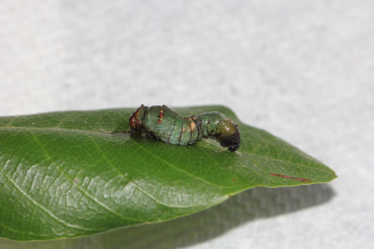 pollinator_post_8_13_23_1_9fdf110826ddae21_images_018