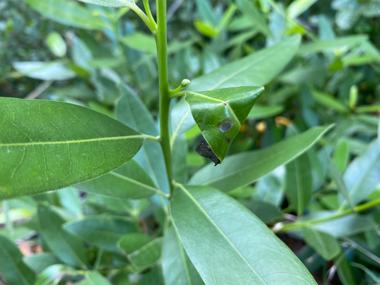 pollinator_post_8_15_23_8c0cc50ed877fa68_images_025