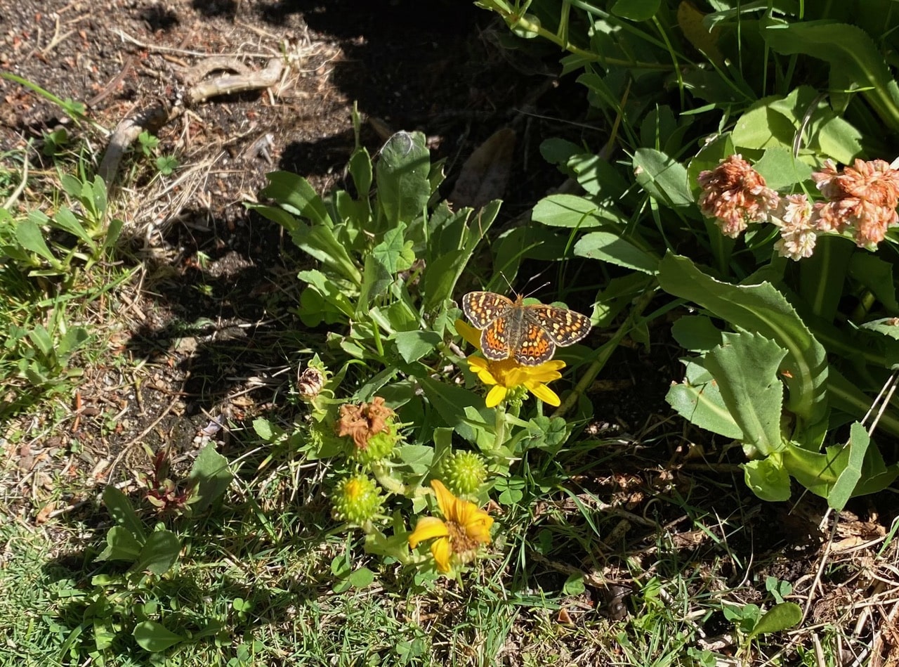 pollinator_post_8_19_25_2_7eac040b74121cc2_images_018