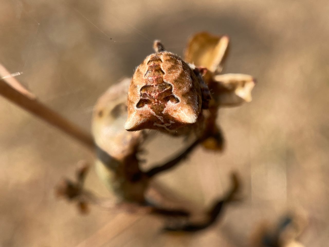 pollinator_post_8_20_23_1_294c6e638521b4bd_images_023