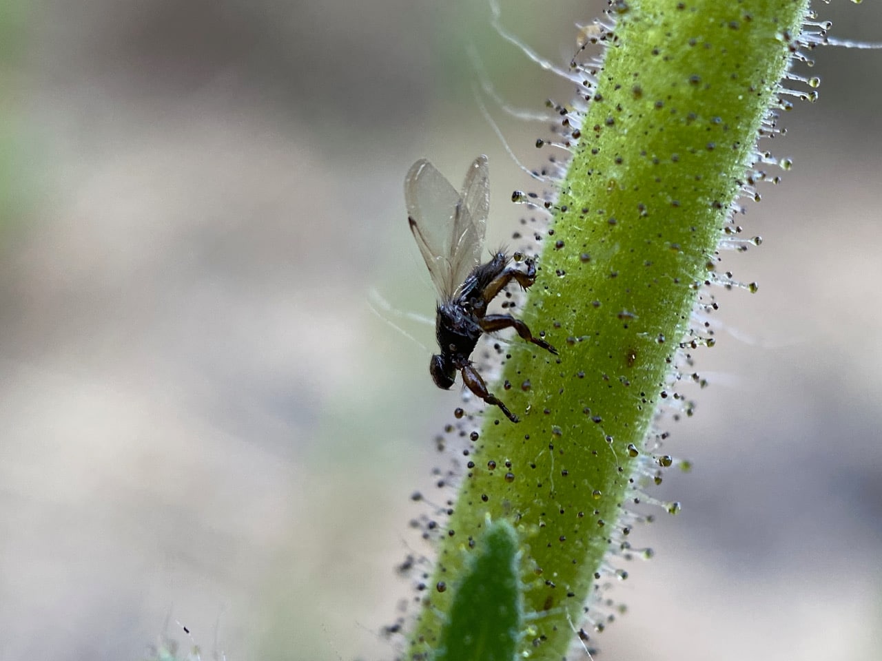 pollinator_post_8_27_23_2_520141917be395a0_images_009