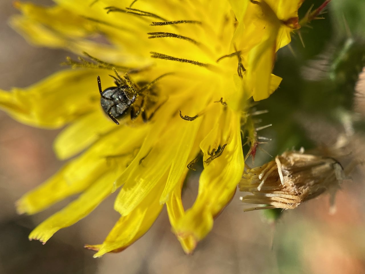 pollinator_post_8_29_23_1_b80e9ac5476750af_images_017