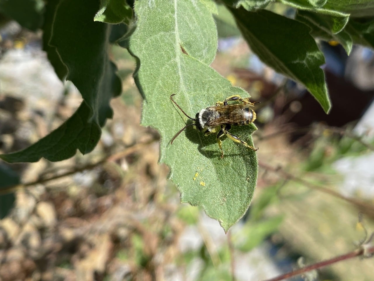 pollinator_post_8_31_24_1_ba731b4b00ff6d25_images_023