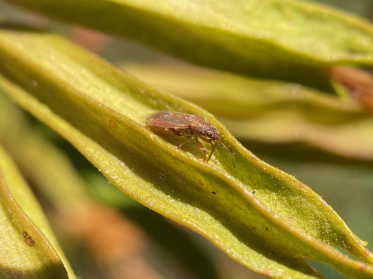 pollinator_post_8_4_23_1_d931a4d1ce5404fb_images_024