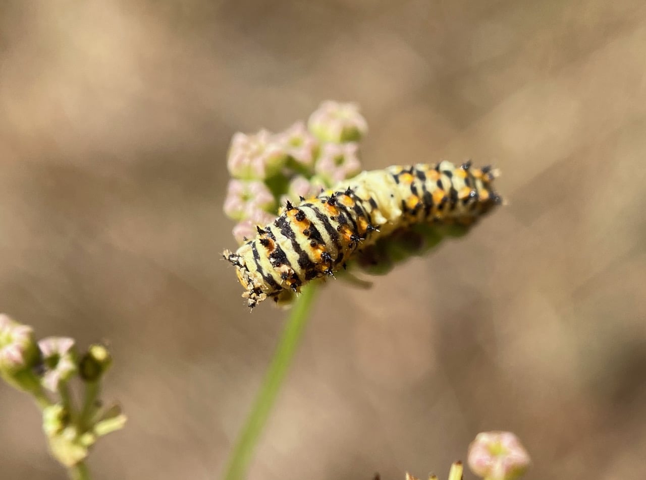 pollinator_post_8_4_23_2_27acb7238b8d103_images_023