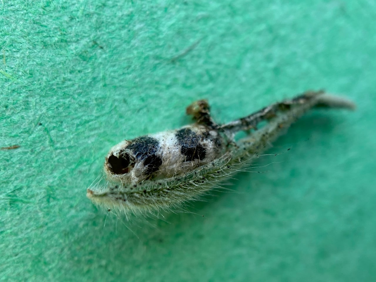 pollinator_post_8_8_23_1_9ec8d6dc7e0b0e15_images_026