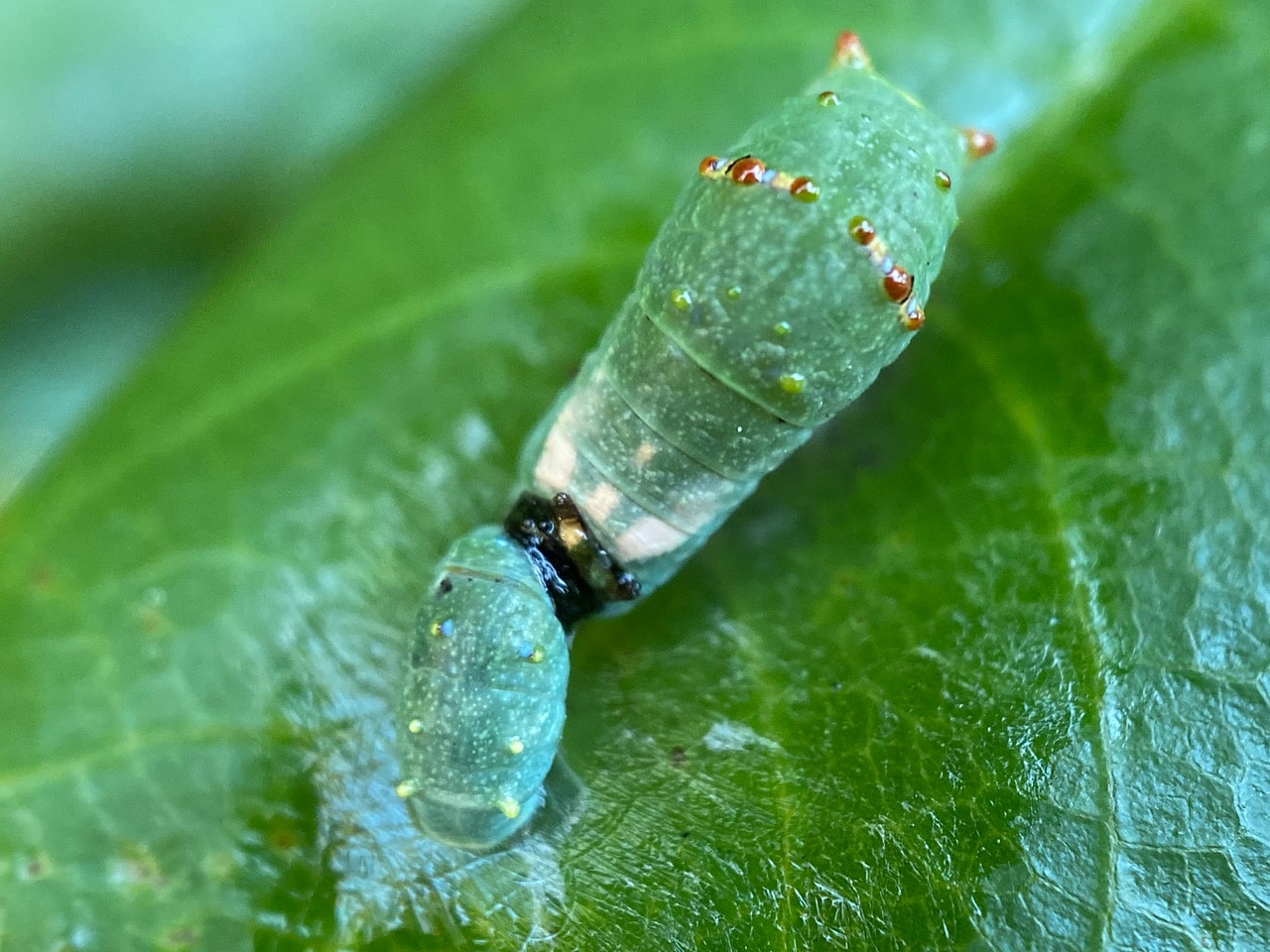 pollinator_post_8_8_23_2_3403f91e71296aca_images_021