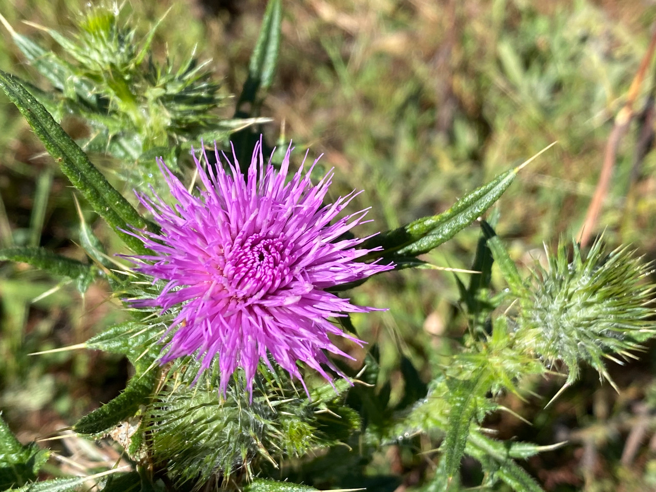 pollinator_post_8_9_23_1_563756f627f0d625_images_014