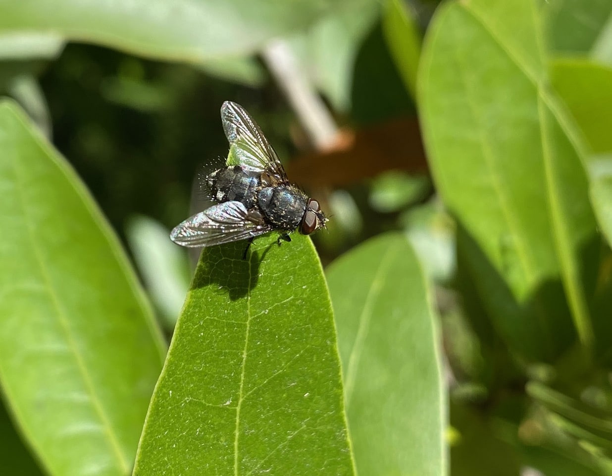 pollinator_post_9_12_23_2_15111891110fb2f6_images_011