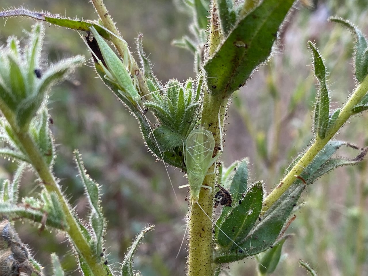 pollinator_post_9_13_23_2_33361fe91bc146d1_images_017