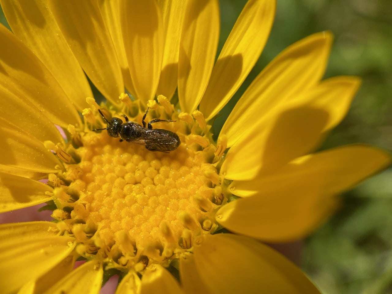 pollinator_post_9_15_24_1_d271cedc07e0ed1e_images_030