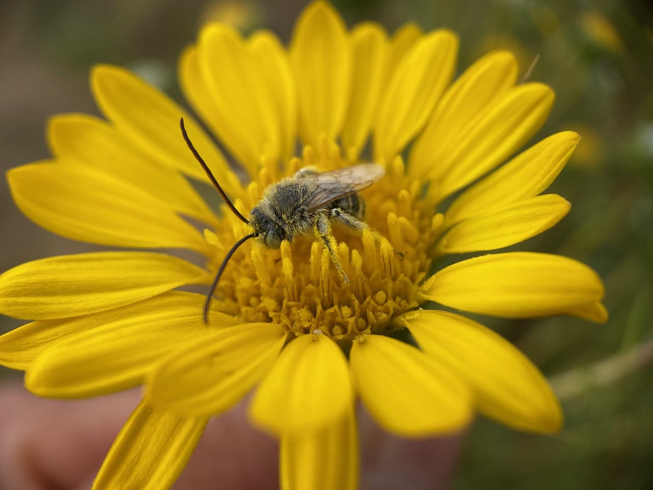 pollinator_post_9_15_24_2_123f2c3f2c686340_images_005