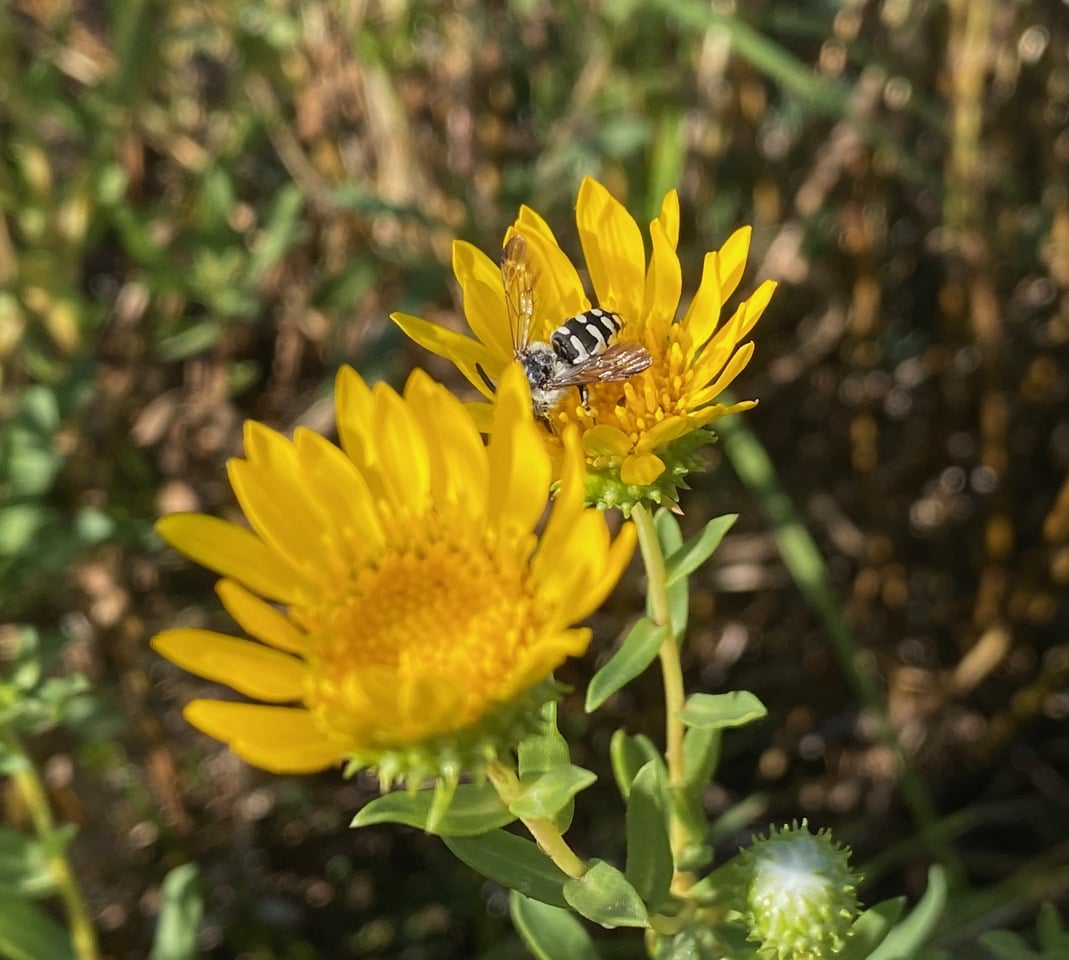 pollinator_post_9_16_24_571cabe957b2bf47_images_021