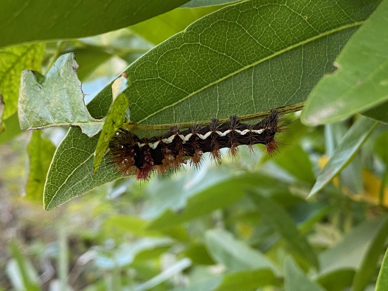 pollinator_post_9_18_23_2_f0358efe2eb42b05_images_012