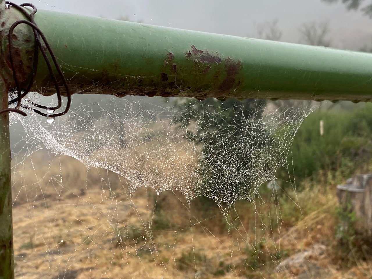 pollinator_post_9_1_23_1_1ca32312499057fc_images_019