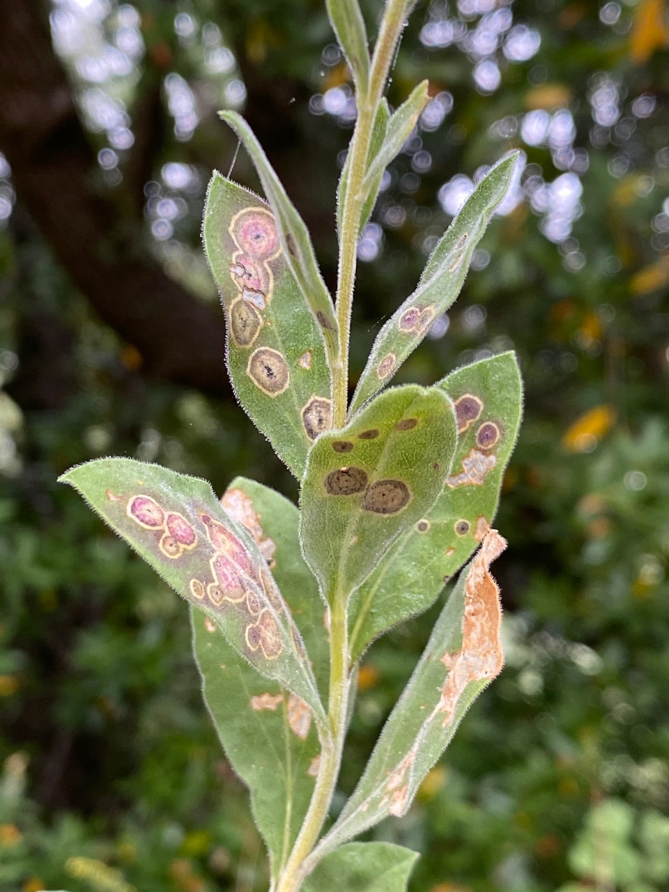 pollinator_post_9_1_23_2_7155c12c6da23880_images_008