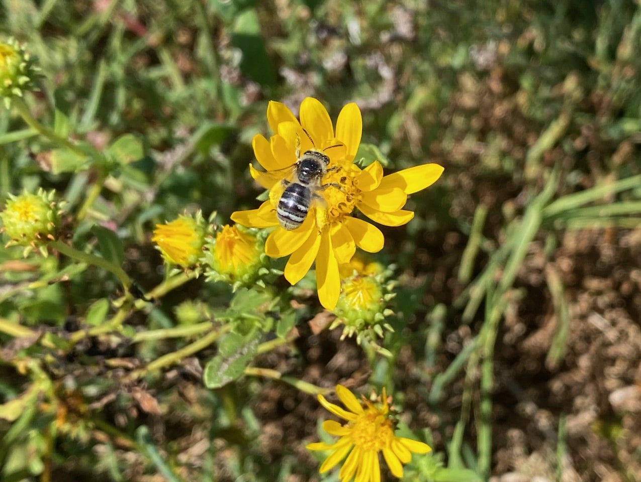 pollinator_post_9_21_25_2_ed3be89095374d2f_images_011