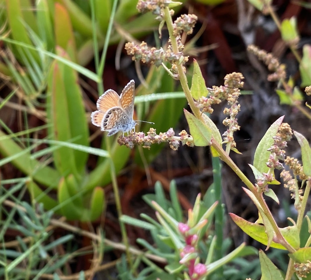 pollinator_post_9_25_24_e99b9242ae51ef68_images_009