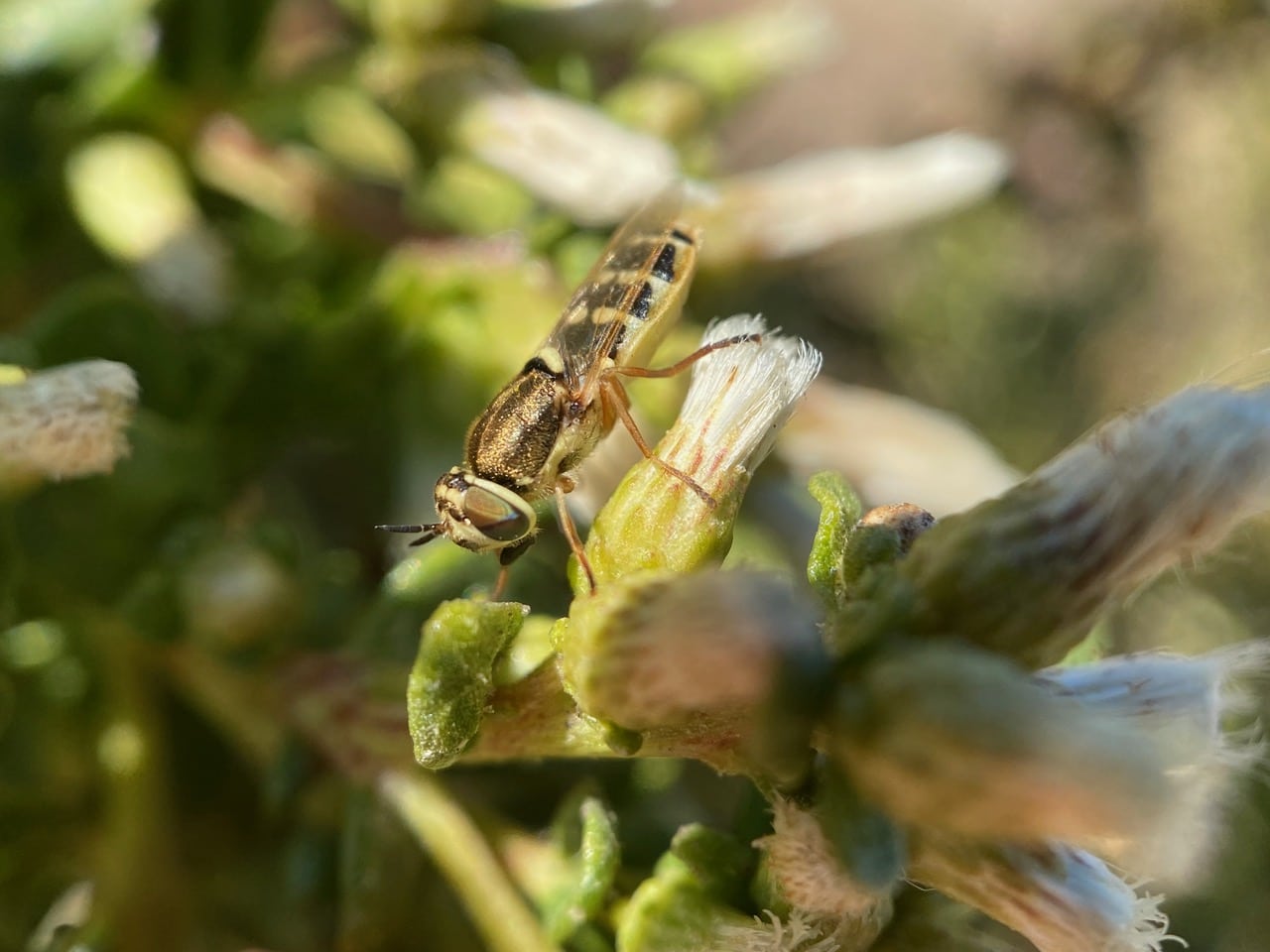 pollinator_post_9_6_24_2_ae3903f1f19ed533_images_023