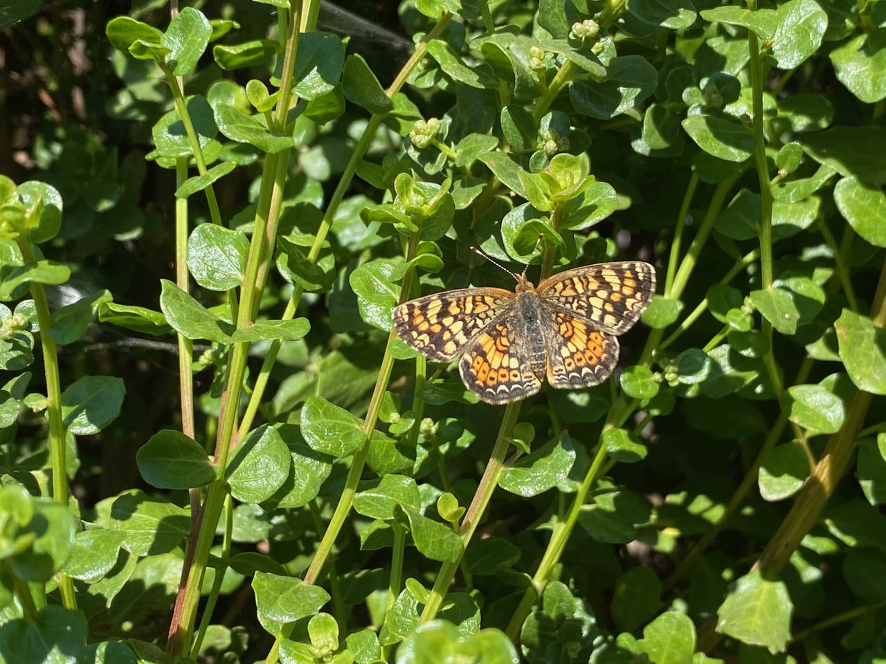 pollinator_post_9_7_23_1_41d5ab1f42476828_images_017